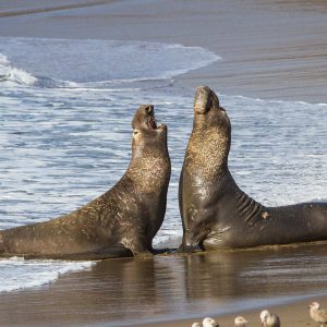 Two Elephant Seal Bulls Fighting for Mating Rights