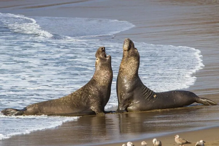 Two Elephant Seal Bulls Fighting for Mating Rights