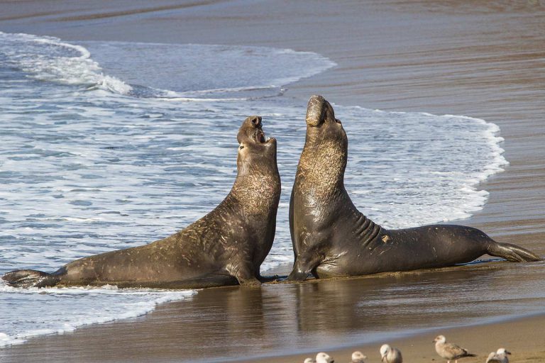 Elephant Seals Near Big Sur, CA