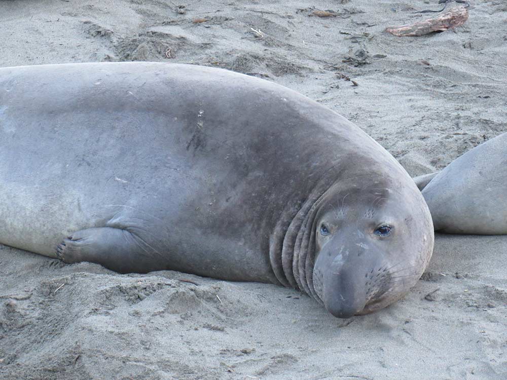 seals - Visit San Simeon