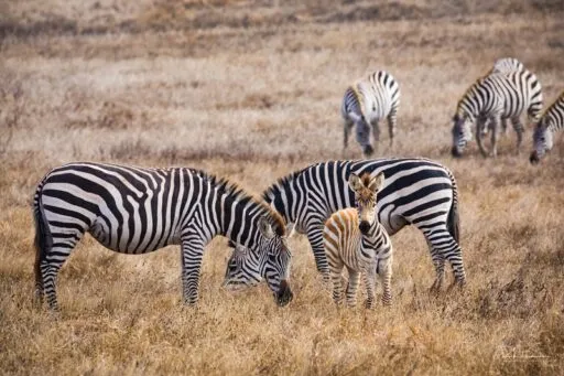 Hearst Zebras