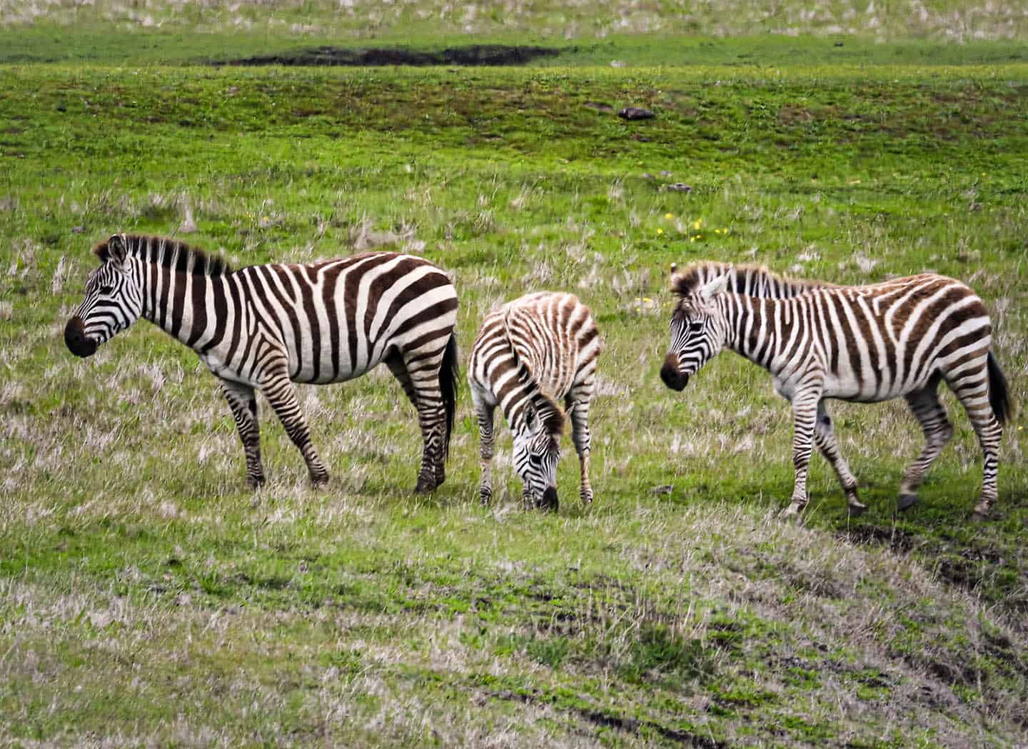 Hearst Castle Zebras