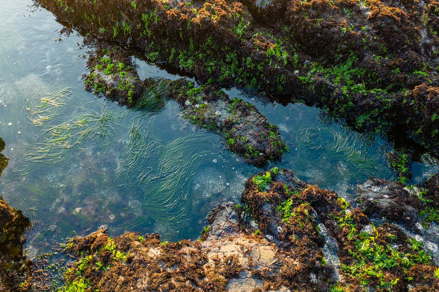 Tide Pools and Sea Life Visit San Simeon