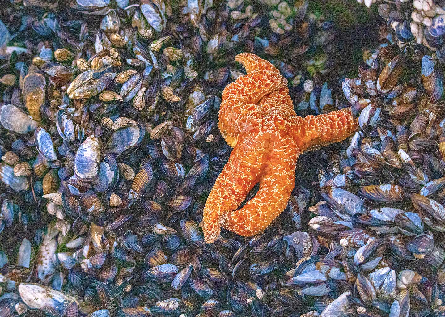 intertidal zone starfish