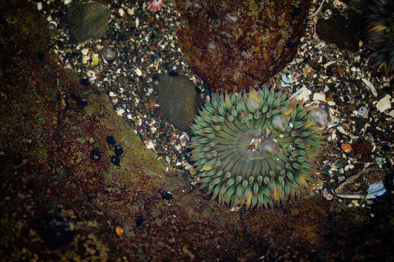 Links to Guided Tide Pooling at WR Hearst State Beach