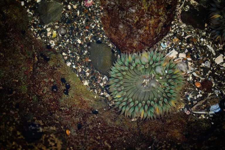 Guided Tide Pooling at WR Hearst State Beach