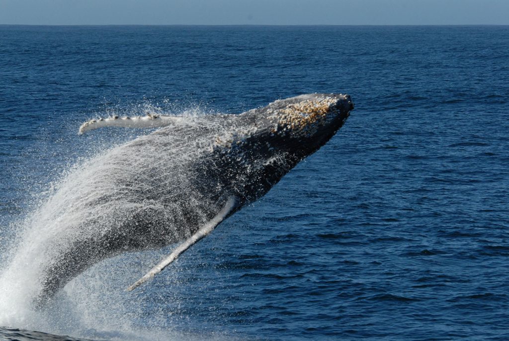 Monterey Bay National Marine Sanctuary - Visit San Simeon