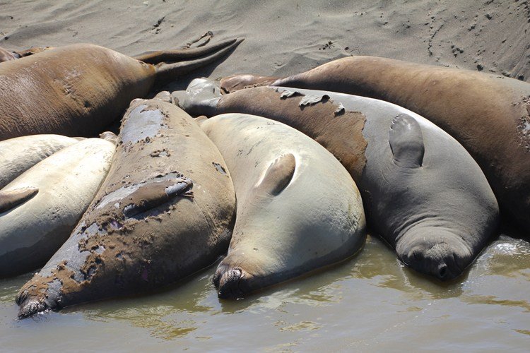 Elephant Seal Molting - Visit San Simeon