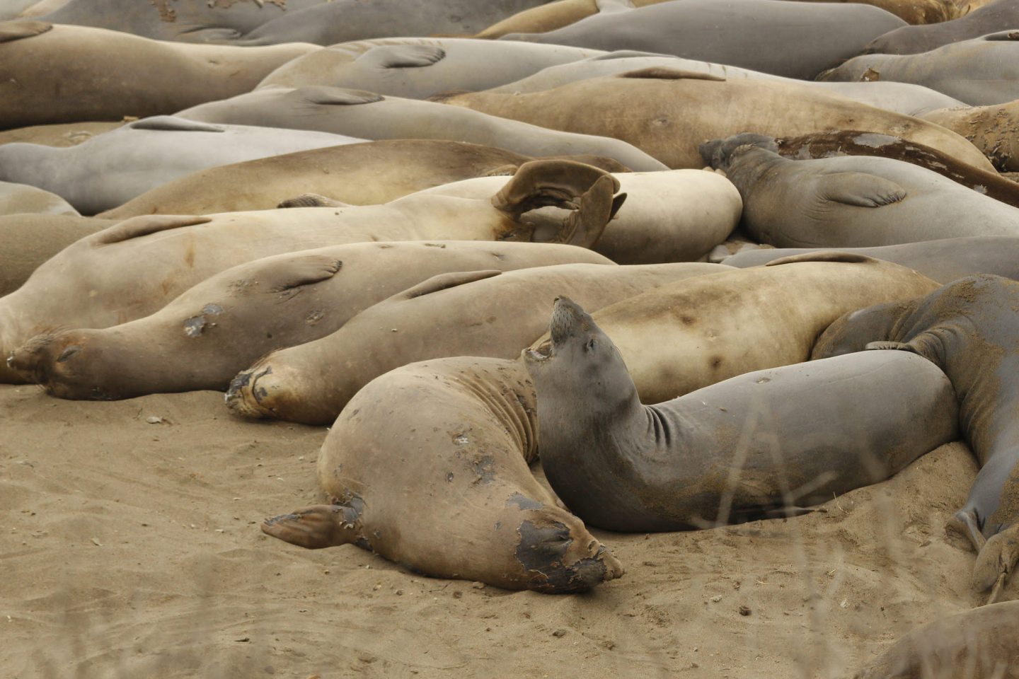 Elephant Seals of San Simeon - Visit San Simeon