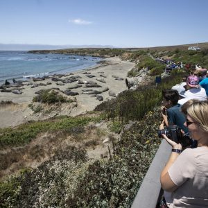 seals-walk