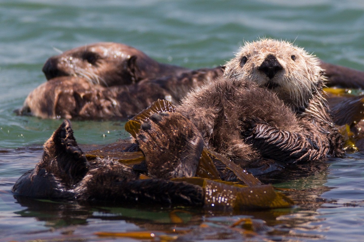 Sea Otters in San Simeon