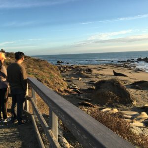 Elephant seals of Piedras Blancas Elephant seals of Piedras Blancas