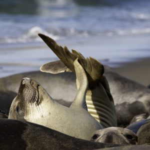 Elephant Seal Pup Elephant Seal Pup in San Simeon, CA
