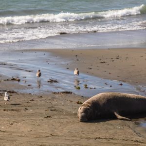 Elephant Seal on the beach, San Simeon, CA Elephant Seal on the beach, San Simeon, CA
