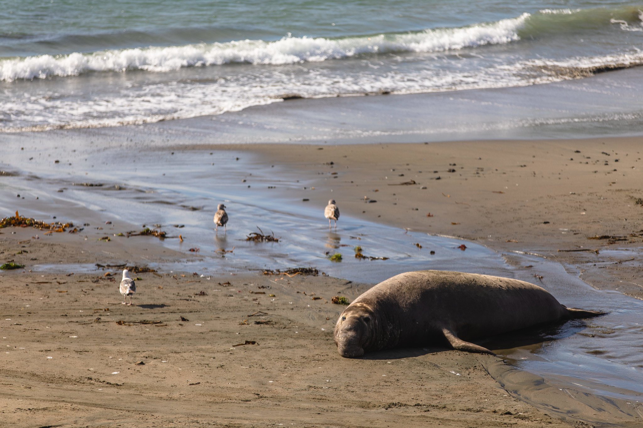 elephantseallayingbeach Visit San Simeon