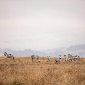 zebras-hearst-ranch