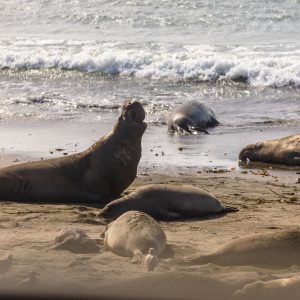 Galumphing elephant seals in San Simeon, CA Galumphing elephant seals in San Simeon, CA