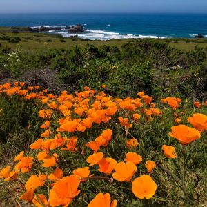Poppies on the Highway 1 coast in San Simeon, CA. Poppies on the Highway 1 coast in San Simeon, CA.