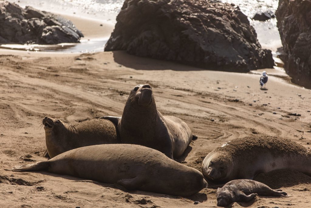 Elephant Seals - VisitSanSimeon CA - Visit San Simeon