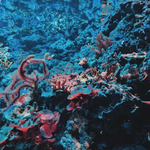 Octopus – VisitSanSimeon CA Octopus in Monterey Bay