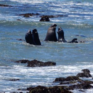 heavenlysoapcompany – VisitSanSimeon CA Elephant seal bulls fighting in the water