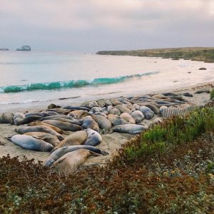 kaecam_-Instagram-2784-ig-18055541554146337 copy – VisitSanSimeon CA Elephant seals on the beach in San Simeon, CA