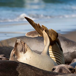 Elephant Seal pup- Kiana Cooper Elephant seal pup