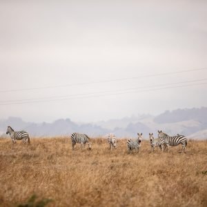 zebras – Kiana Cooper zebras Kiana Cooper
