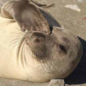 Elephant Seal – Lauren Ralston Elephant seal Lauren Ralston
