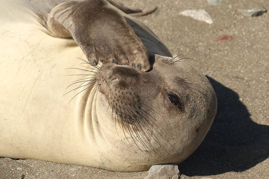 Elephant Seal - Lauren Ralston - Visit San Simeon