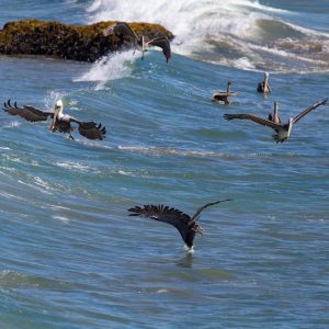 Sea Life – Lauren Ralston Sea Life Lauren Ralston