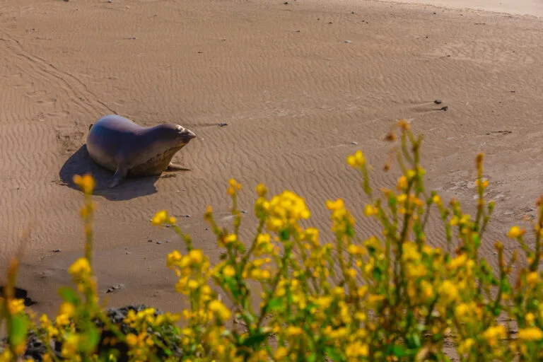 5-Day Highway 1 Road Trip Itinerary: SLO to San Simeon