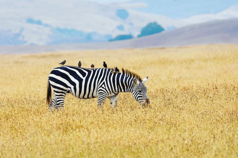 Zebras Hearst Castle