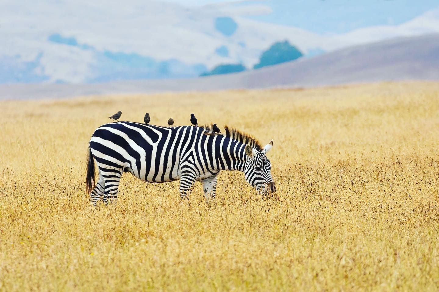 Zebras Visit San Simeon