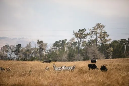 Zebras Hearst Castle