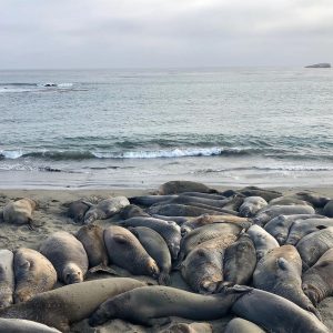 elephantseal Lauren Ralston elephantseal Lauren Ralston