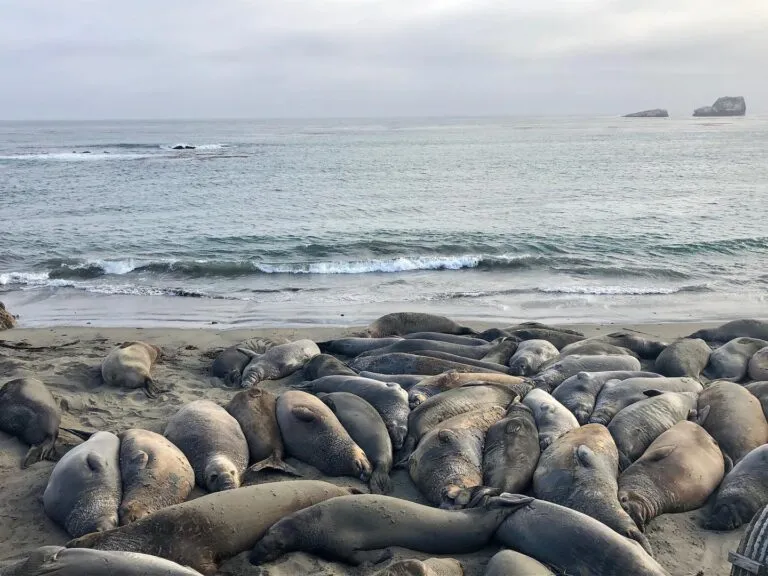 Wildlife Spotlight: Where to Find California's Native Elephant Seals