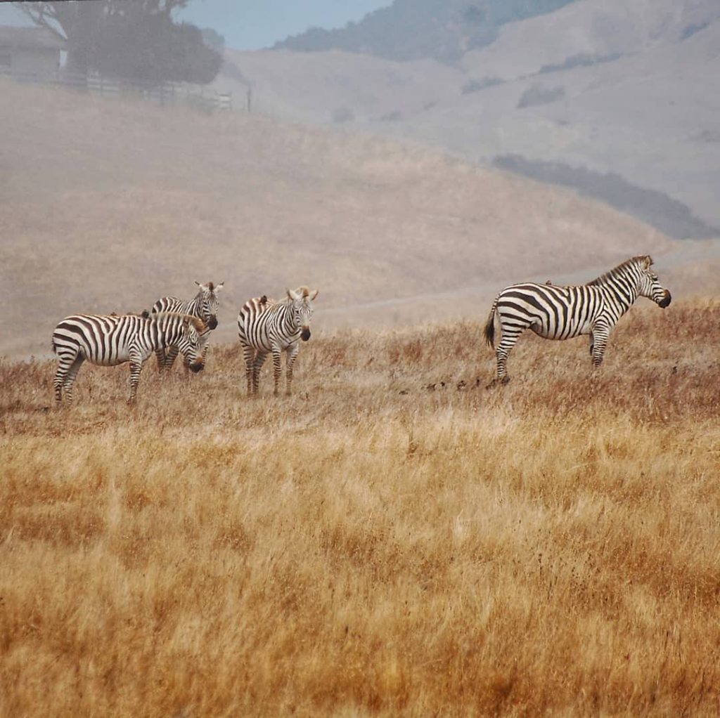 zebras Lauren Ralston Visit San Simeon