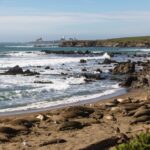 Elephant Seals