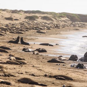 Elephant Seals Lauren Ralston Elephant Seals Lauren Ralston