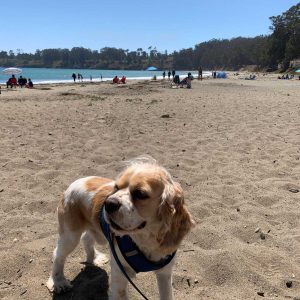 Dog San Simeon Beach