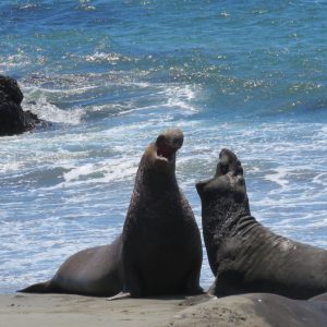 Elephant Seals