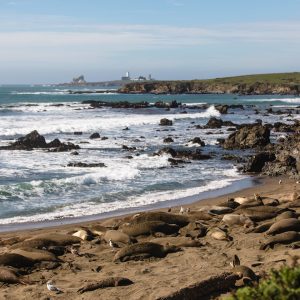 Elephant Seal Pups pups