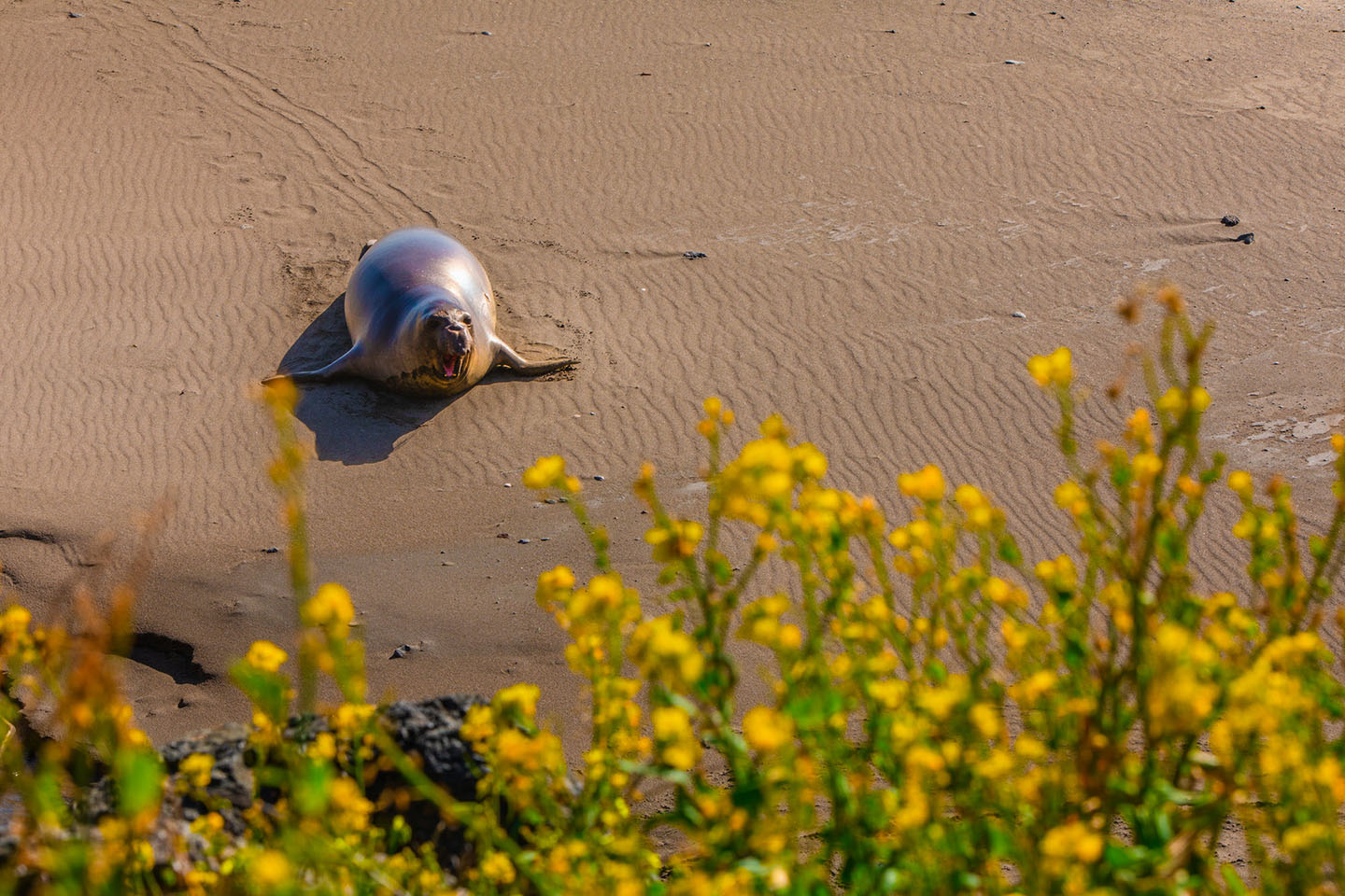 Elephant seal San Simeon