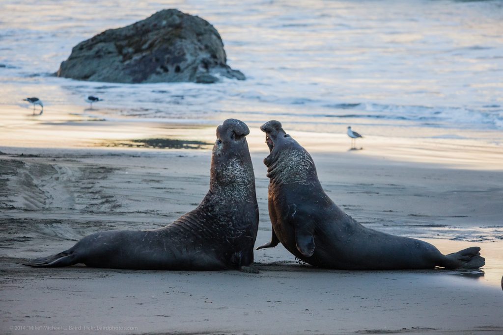 Wildlife Viewing in San Simeon - Visit San Simeon