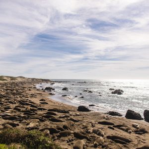 elephant seal elephant seal