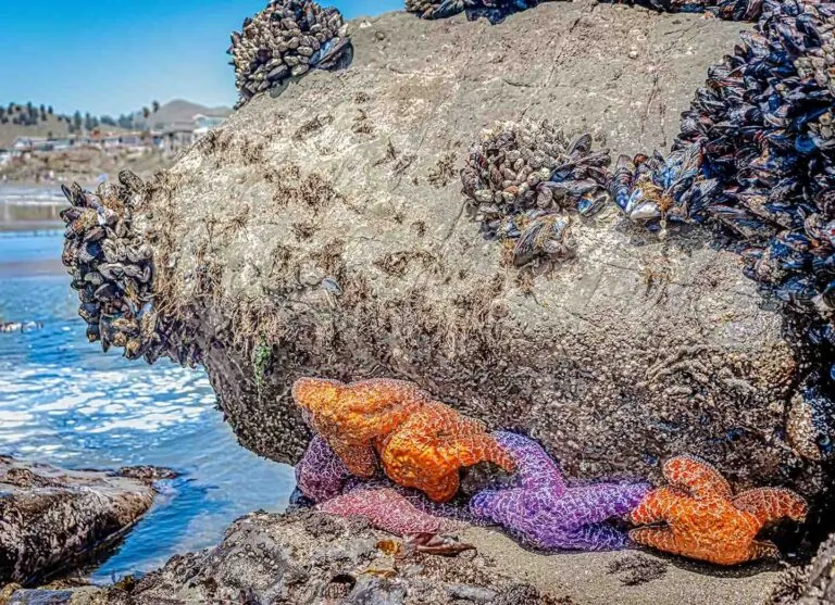 Tide Pools and Sea Life