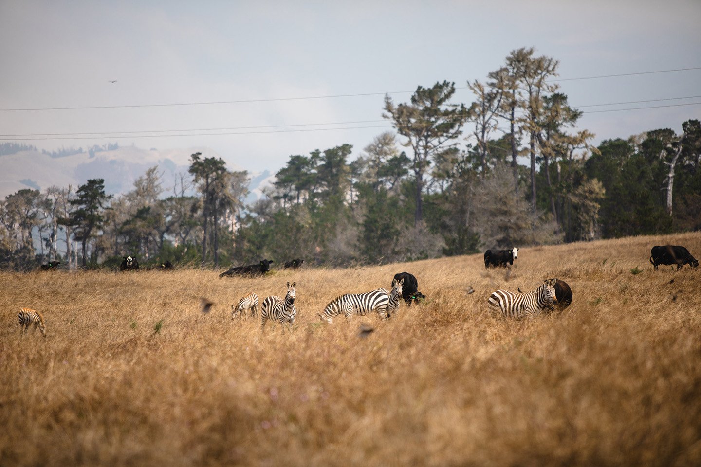 Zebras at Hearst Castle