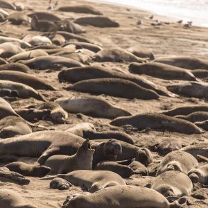 Elephant Seal Rookery Elephant Seal Rookery
