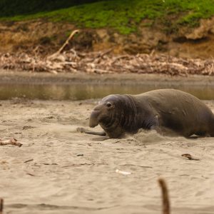elephant seal elephant seal